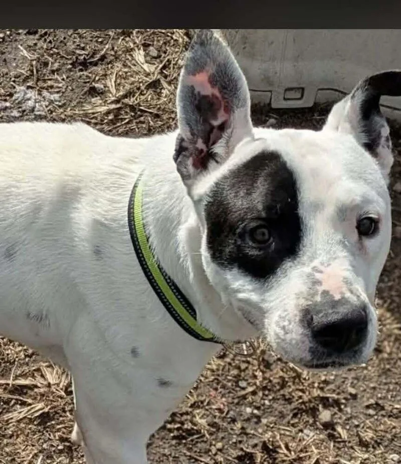 A young medium-sized male Tricolor (Brown, Black, & White) Pit Bull Terrier dog named Rocket for adoption in Indianapolis, IN