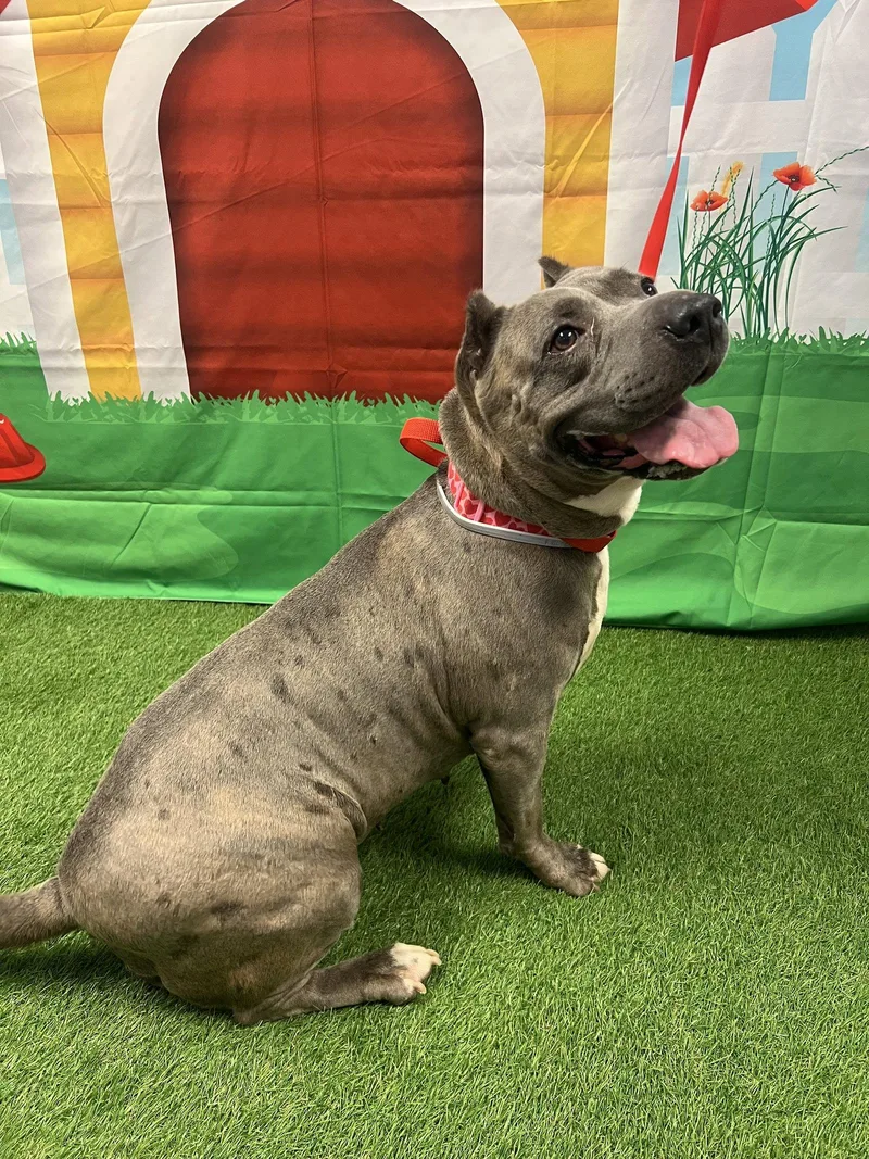 An adult large-sized male Terrier dog named Zoey for adoption in Euless, TX