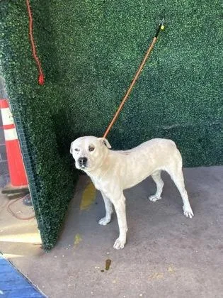 A baby large-sized male White / Cream Boxer dog named 60837461 for adoption in El Paso, TX