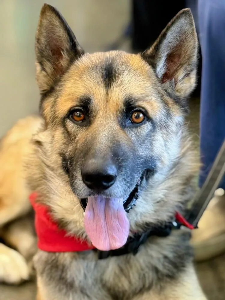 A senior large-sized male German Shepherd Dog dog named Buddy for adoption in Walnut Creek, CA