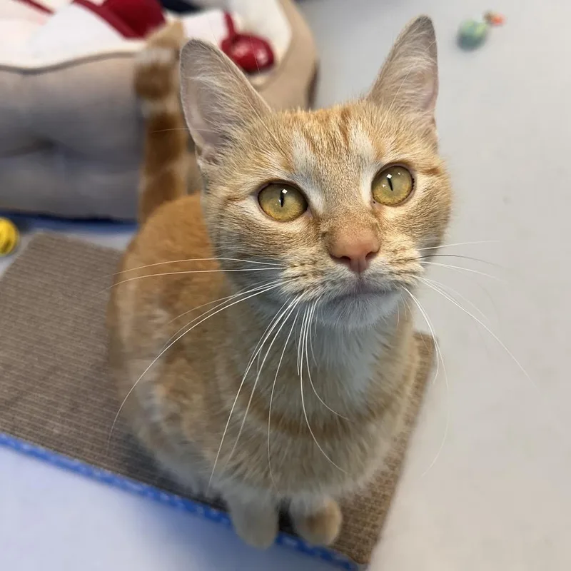 A young medium-sized female Orange / Red Domestic Short Hair cat named Jennifer for adoption in Boston, MA