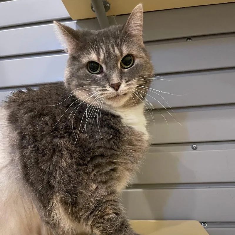 A senior medium-sized female Domestic Short Hair cat named Missy for adoption in South Bend, IN