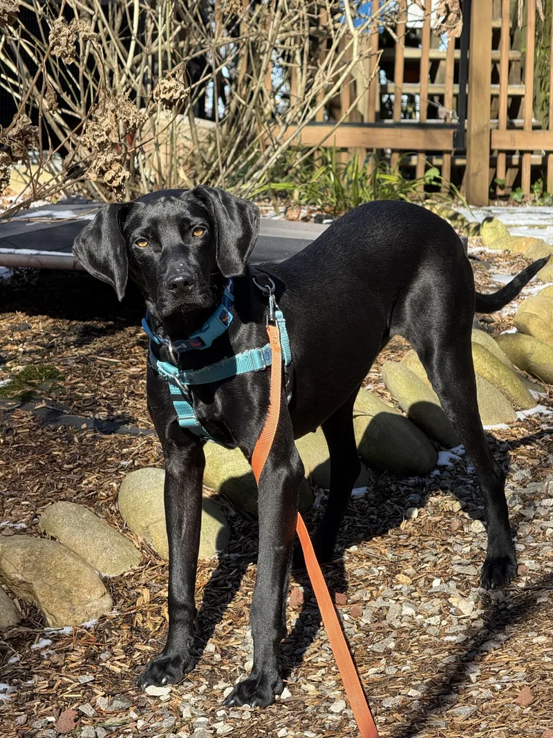 Spooky Doo thumbnail 2