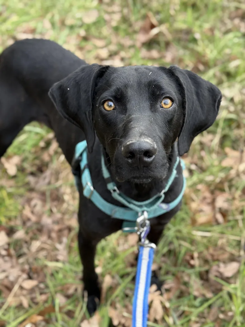 Spooky Doo thumbnail 3