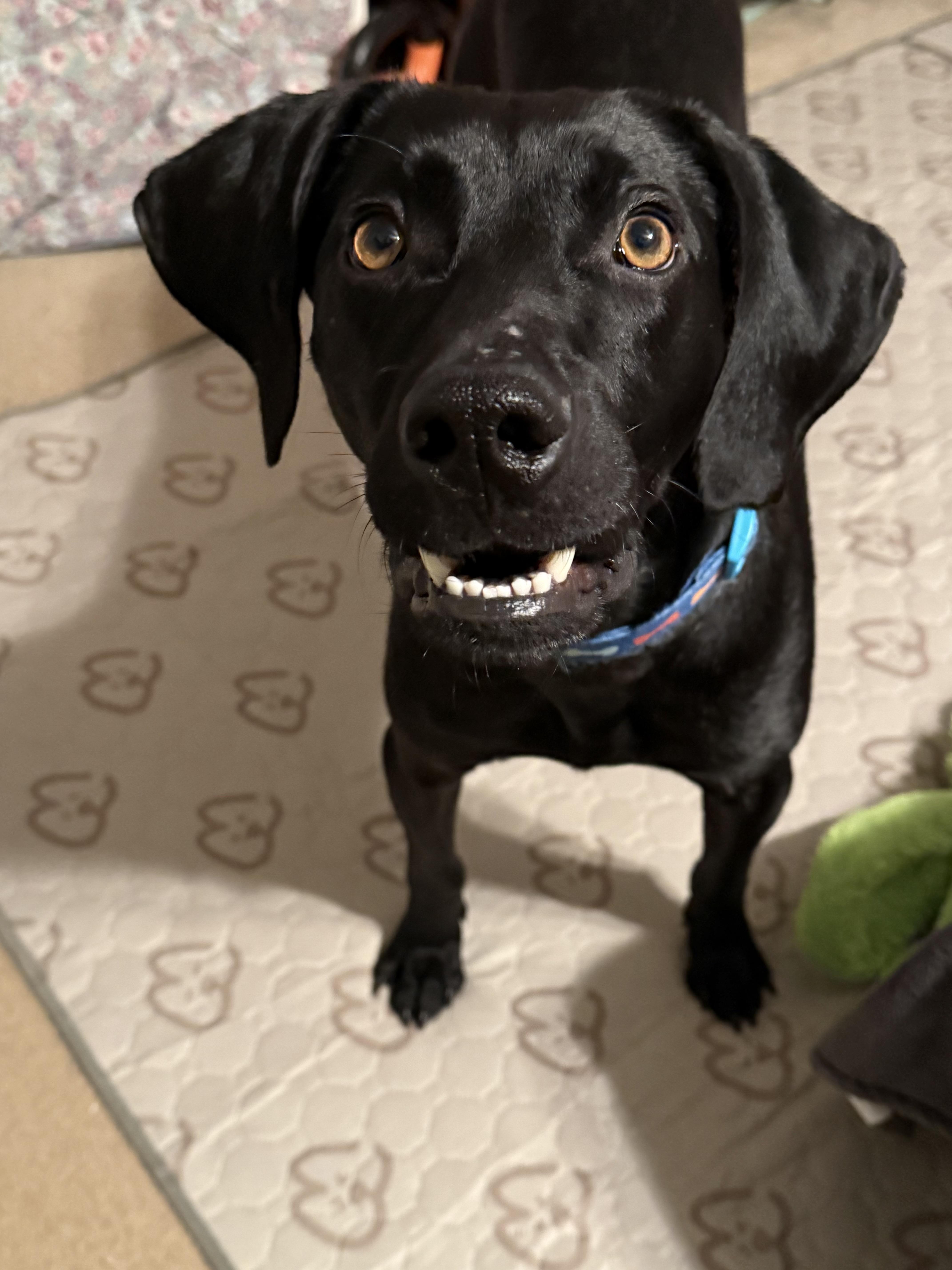 Spooky Doo thumbnail 4