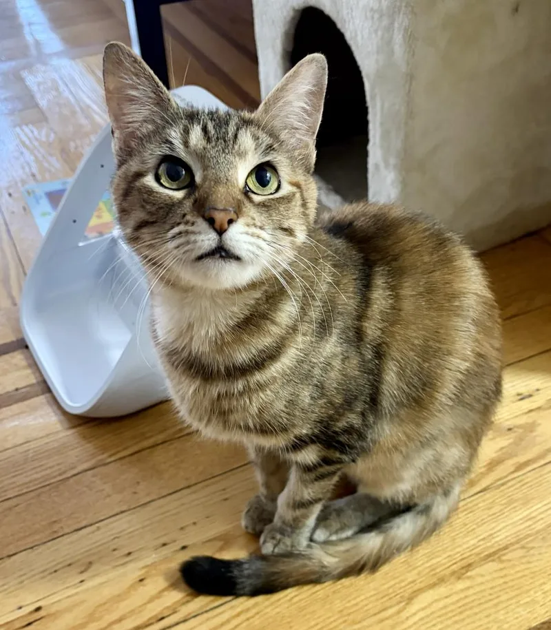 A young medium-sized female Tortoiseshell cat named Twiggy for adoption in Brooklyn, NY