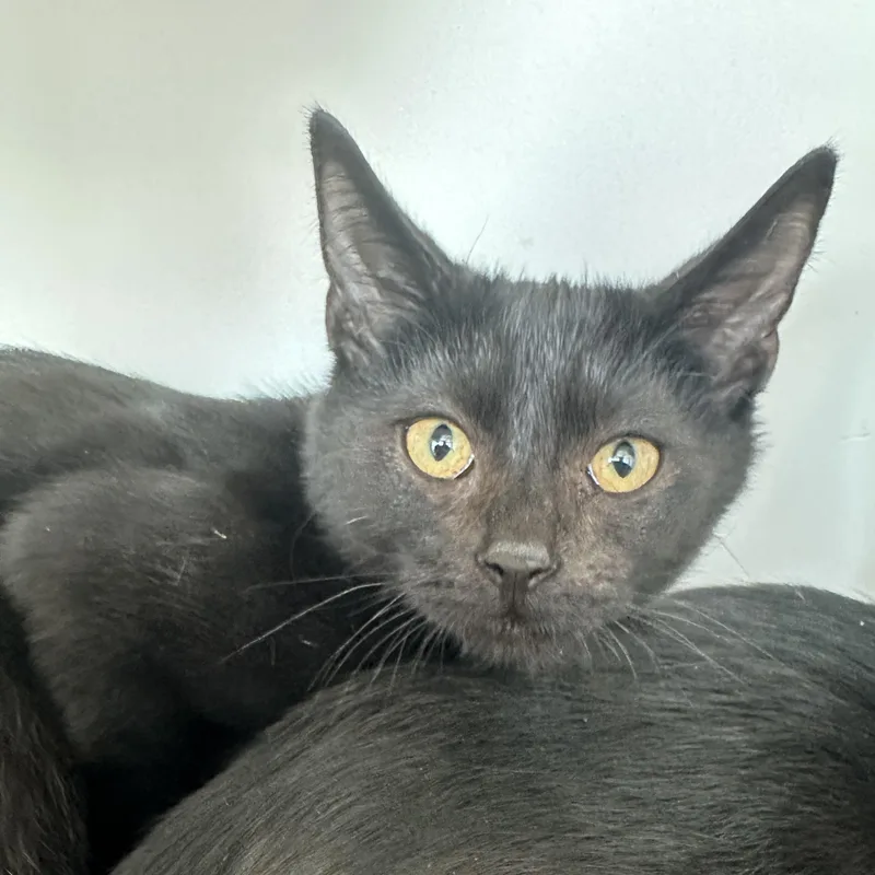 A baby small-sized male Domestic Short Hair cat named Tomfoolery for adoption in Manassas, VA
