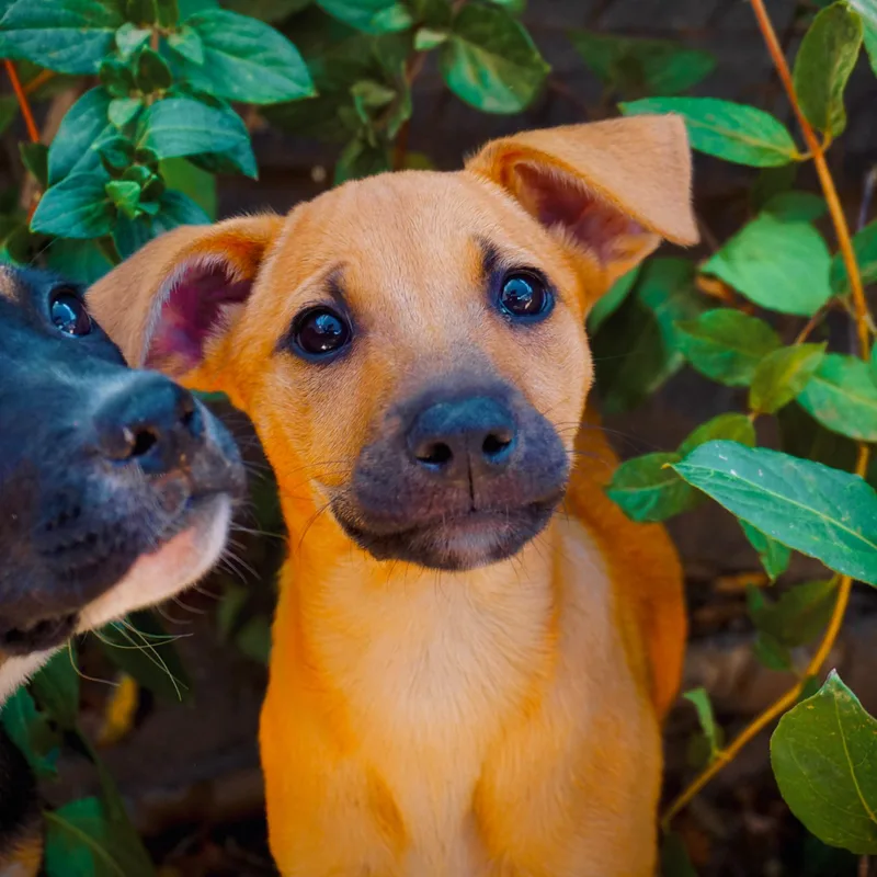 A baby medium-sized female Shepherd dog named Bailey for adoption in San Diego, CA