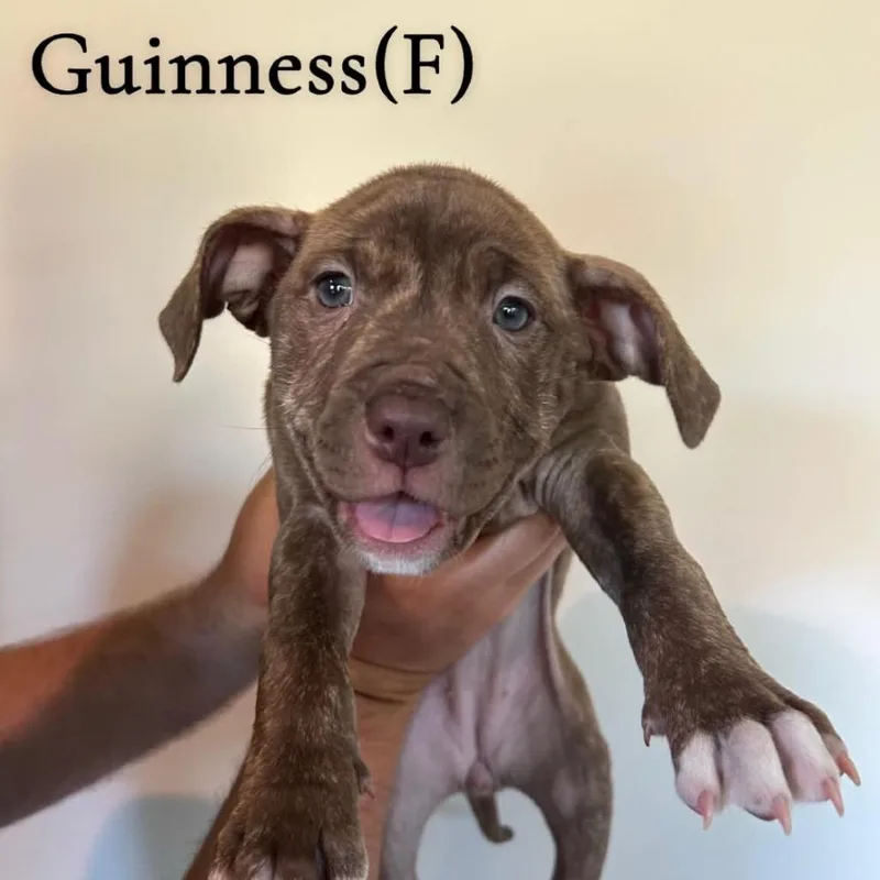 Guinness thumbnail 3