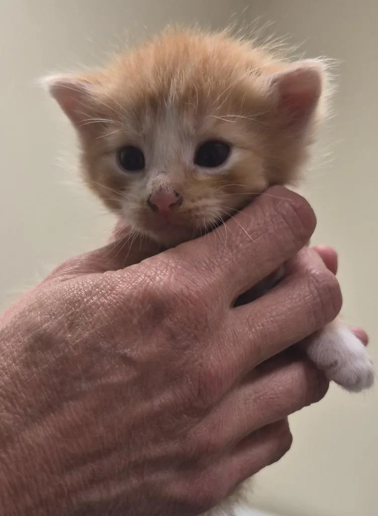 A baby medium-sized male Domestic Medium Hair cat named Takis for adoption in Christiansburg, VA