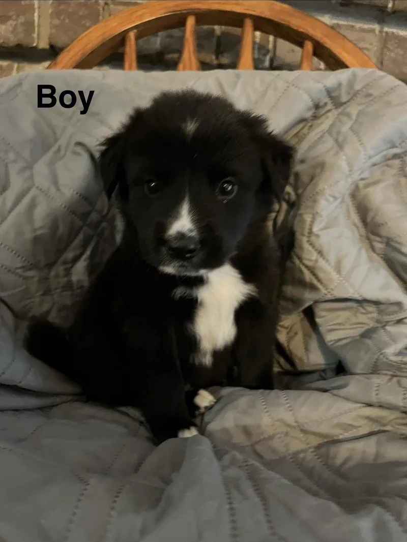 Puppy