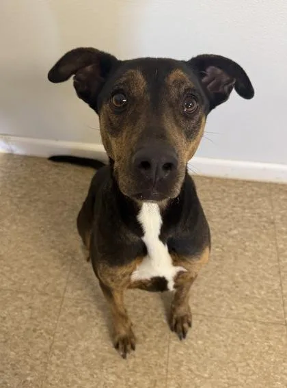 An adult medium-sized female Catahoula Leopard Dog dog named Maple for adoption in St. Anne, IL