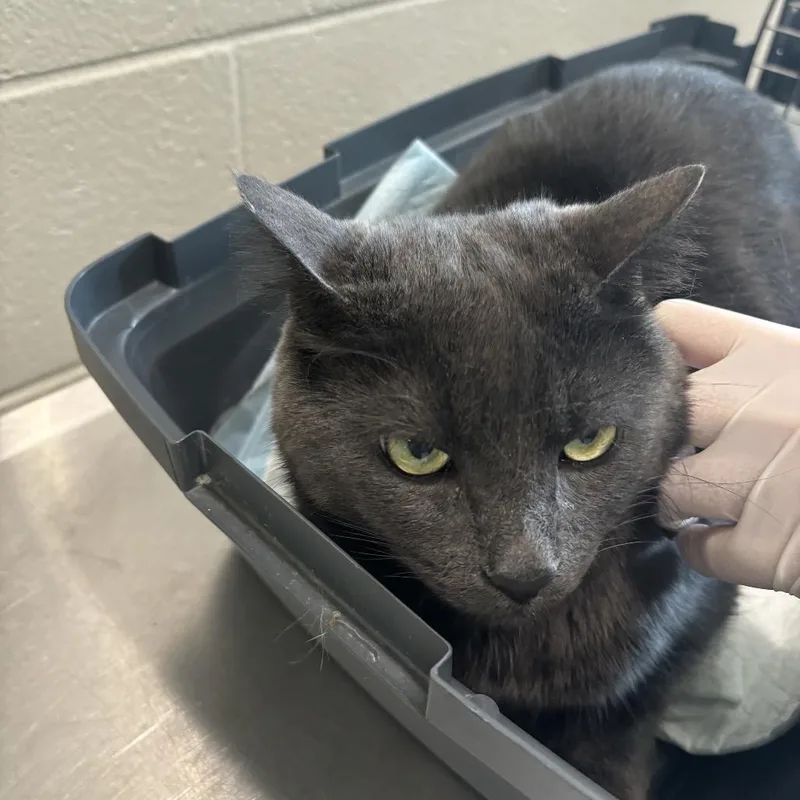 An adult large-sized female Gray / Blue / Silver Domestic Short Hair cat named Fran for adoption in Council Bluffs, IA