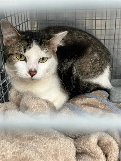 An adult small-sized female Domestic Short Hair cat named Fluffy for adoption in Dallas, TX