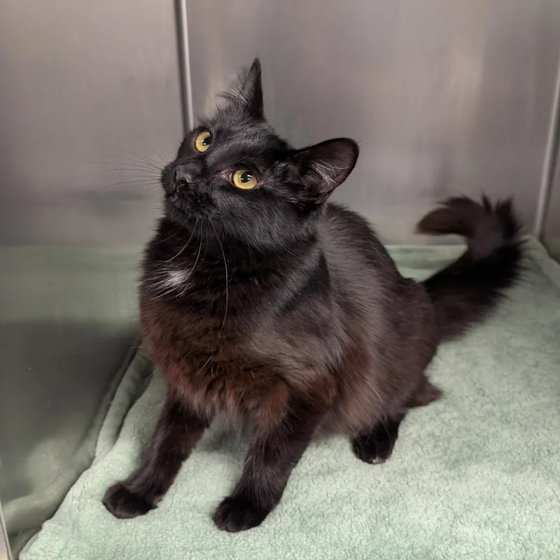 A young medium-sized female Black Domestic Medium Hair cat named Runesmith for adoption in Spokane, WA