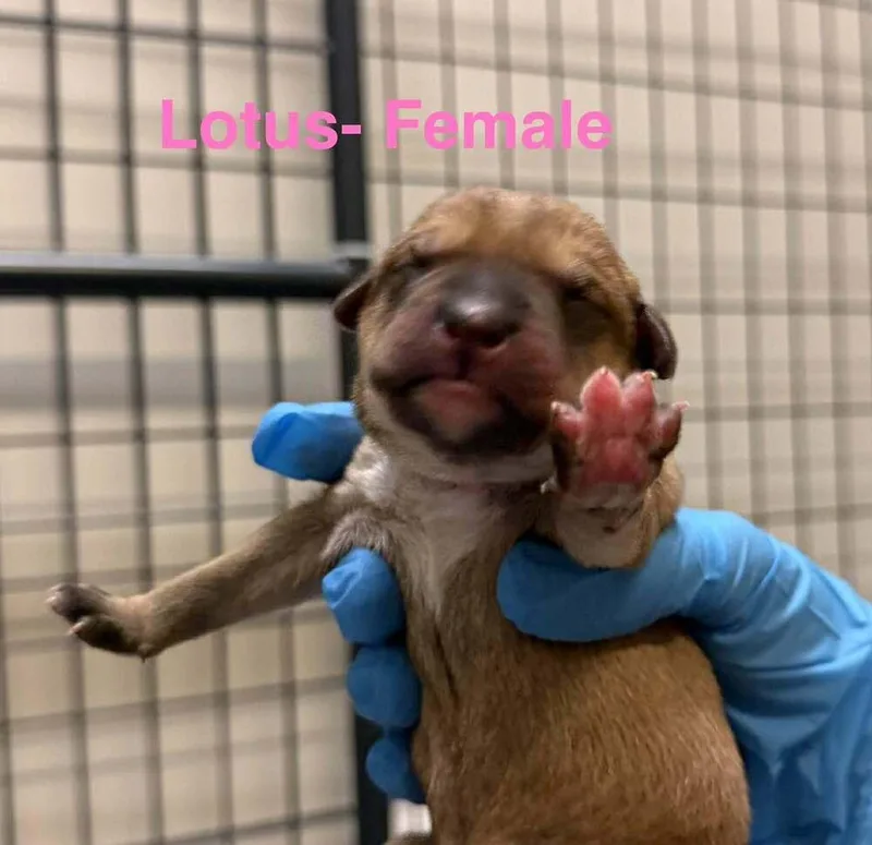 A baby medium-sized female Tricolor (Brown, Black, & White) Shepherd dog named Lotus for adoption in Clinton Township, MI