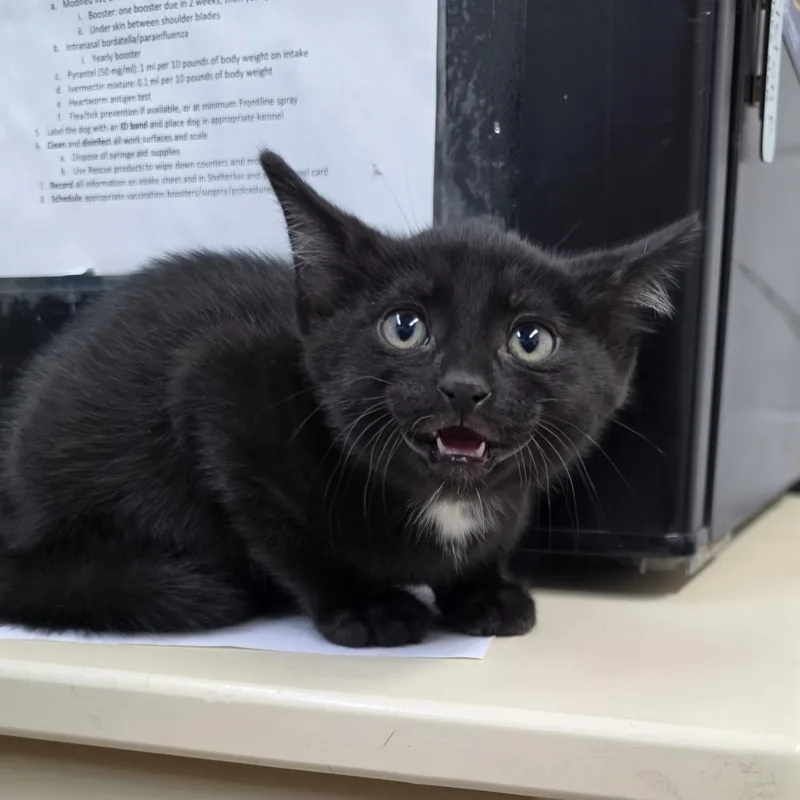 Gus