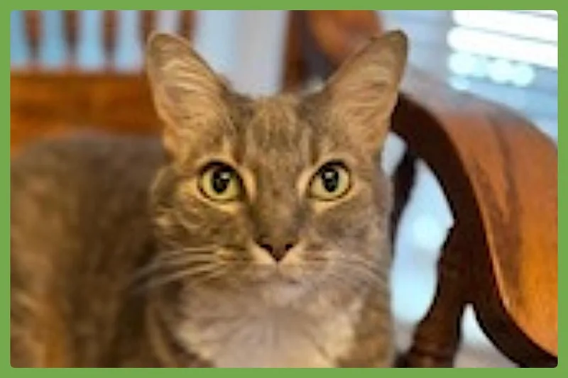 Veruca thumbnail 5