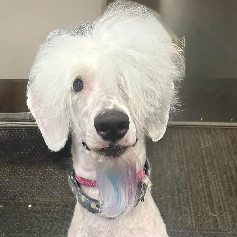 An adult large-sized male Old English Sheepdog dog named Oliver for adoption in Council Bluffs, IA