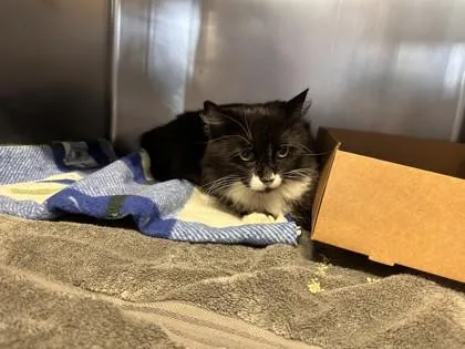 An adult small-sized female Domestic Medium Hair cat named Mandy for adoption in Roseville, CA