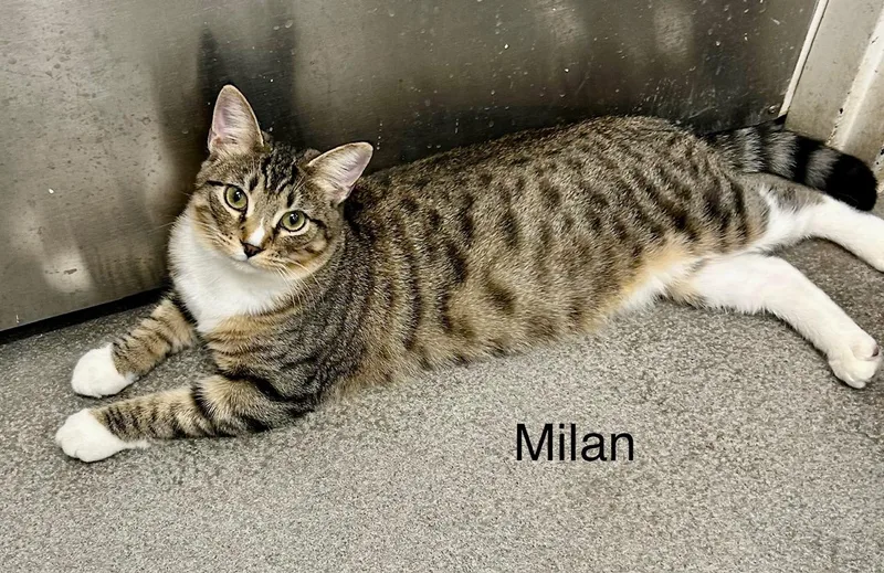 Milan thumbnail 4