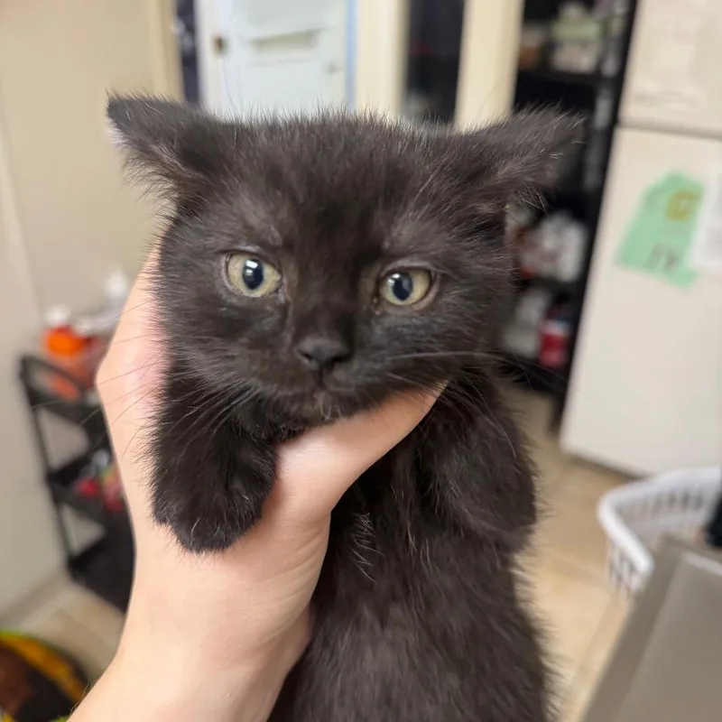 A baby small-sized female Black Domestic Short Hair cat named Abracadabra for adoption in Pekin, IL
