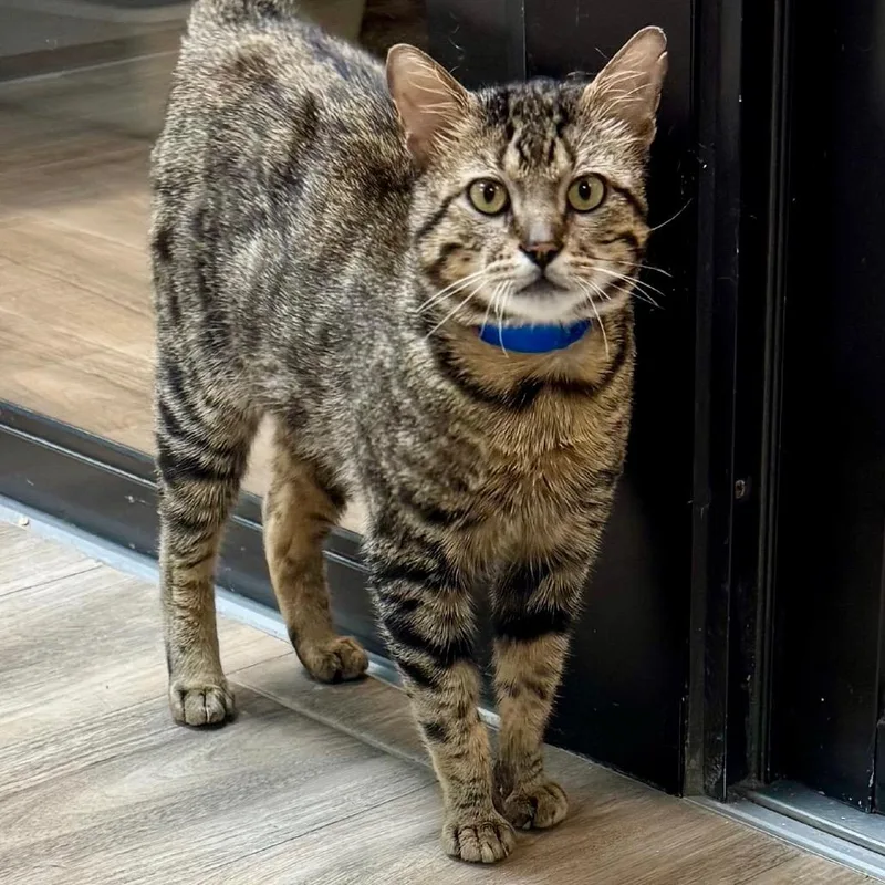 An adult large-sized male Brown / Chocolate Domestic Short Hair cat named Benny for adoption in Lakeland, FL