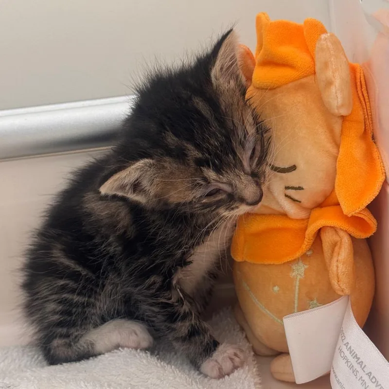 A baby small-sized male Brown / Chocolate Domestic Short Hair cat named Quintin B. Squintin for adoption in Lynchburg, VA