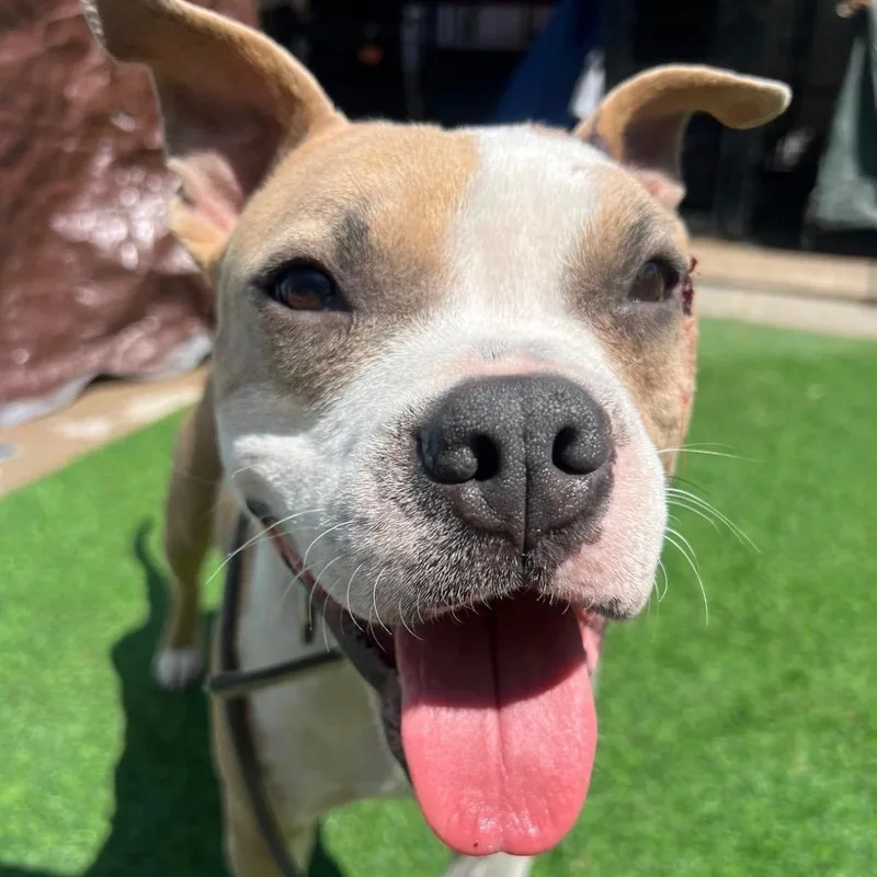 A young medium-sized male Apricot / Beige American Staffordshire Terrier dog named Pepe for adoption in Houston, TX