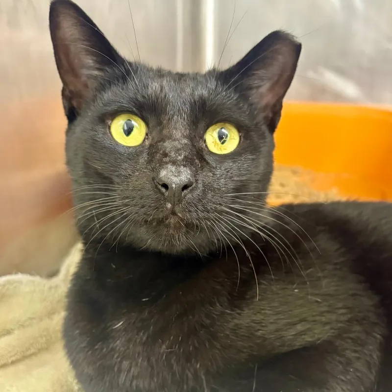 An adult large-sized male Black Domestic Short Hair cat named Boomerang for adoption in Lauderhill, FL