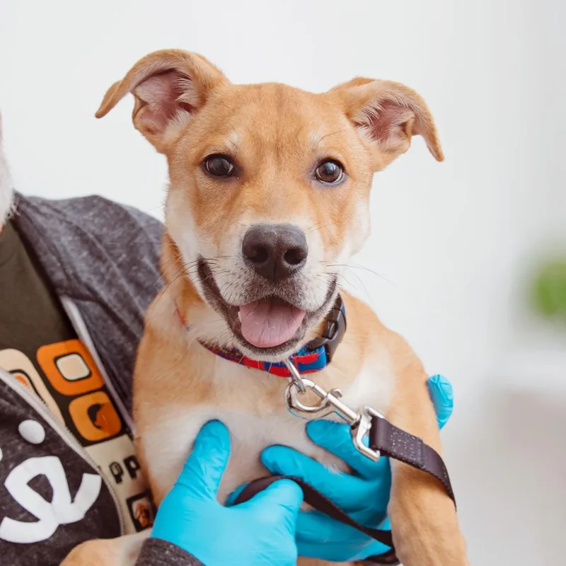 A baby medium-sized male Pit Bull Terrier dog named Tarsus for adoption in Los Angeles, CA