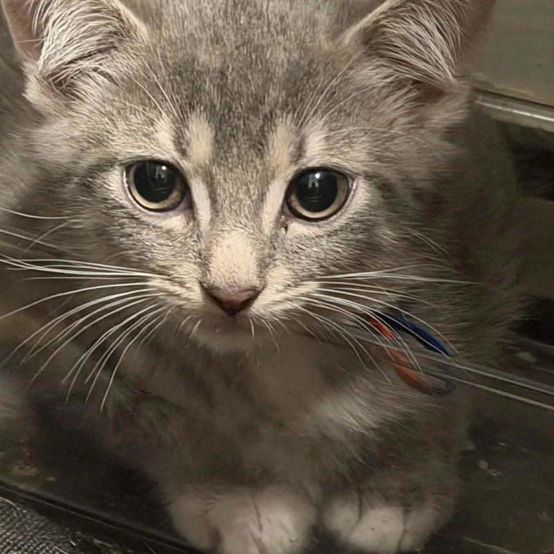 A baby small-sized male Domestic Medium Hair cat named Barry for adoption in Palatine, IL