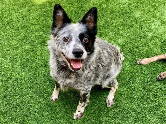 Save Me Please! Ella