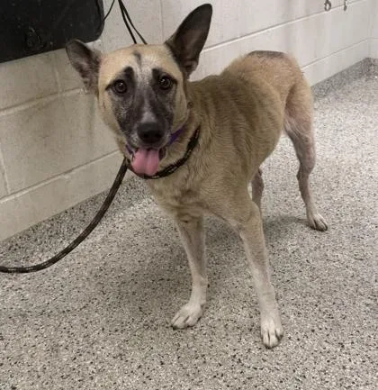 An adult medium-sized female Yellow / Tan / Blond / Fawn Mixed Breed dog named Buttermilk for adoption in Kansas City, MO