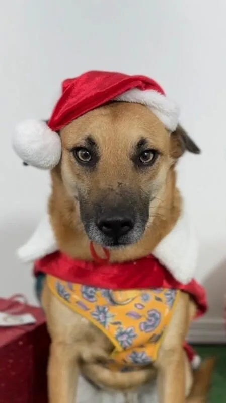 A young medium-sized male Brown / Chocolate Shepherd dog named Balu for adoption in Carlsbad, CA