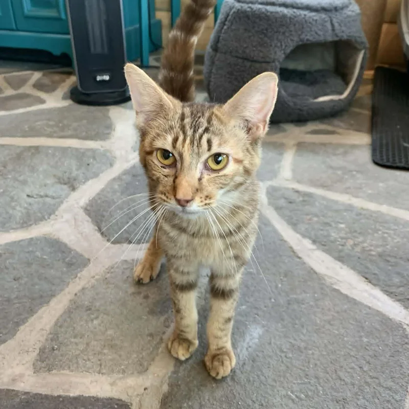 A young small-sized female Torbie cat named Fig for adoption in Hawley, PA