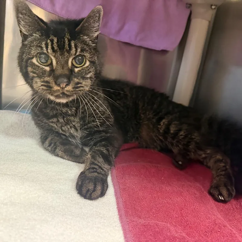 A senior medium-sized male Domestic Short Hair cat named MONTStray for adoption in Perkiomenville, PA