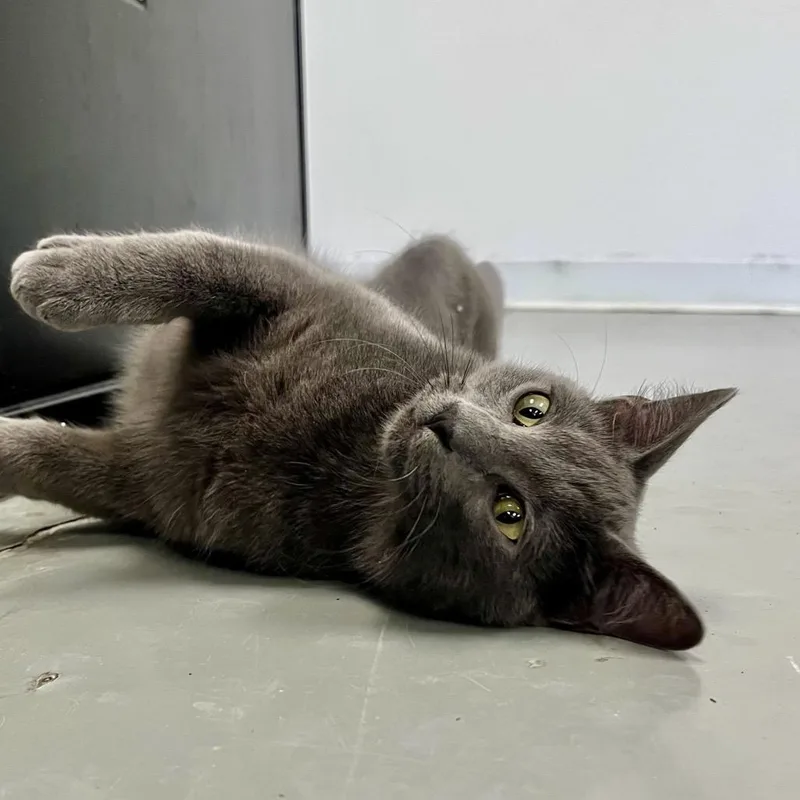 A young medium-sized male Gray / Blue / Silver Domestic Short Hair cat named Pip for adoption in Houston, TX