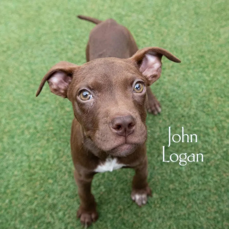 A baby small-sized male Brown / Chocolate Mixed Breed dog named John Logan for adoption in Parkersburg, WV