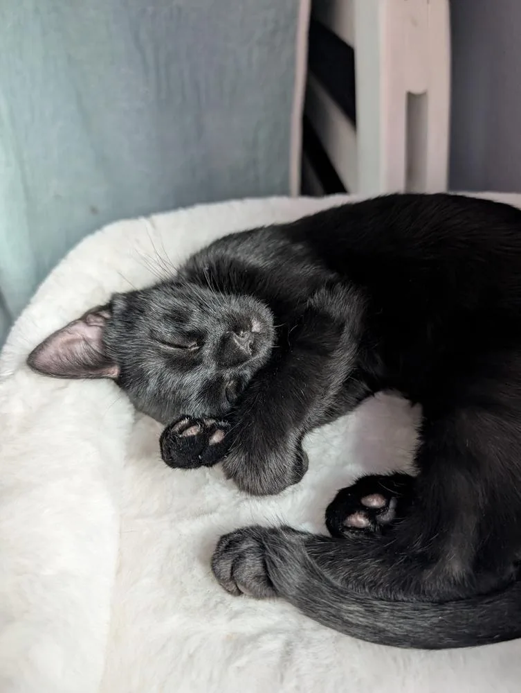A baby medium-sized male Black Domestic Short Hair cat named Echo for adoption in Brandon, FL