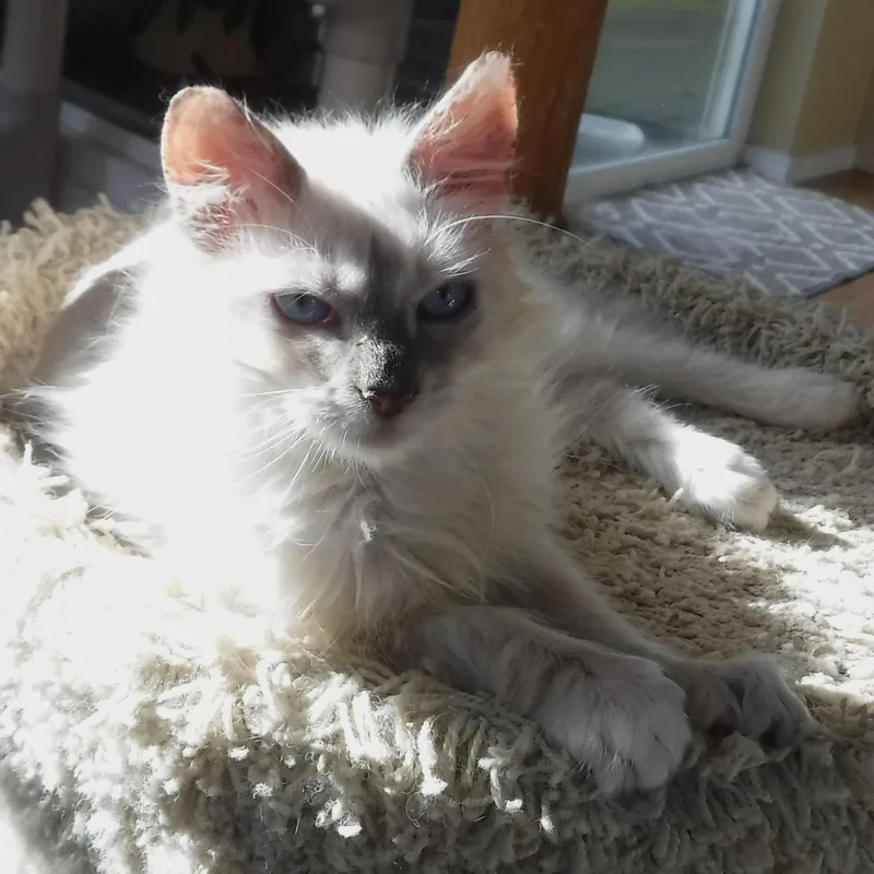 Reuben  Handsome Little thumbnail 2