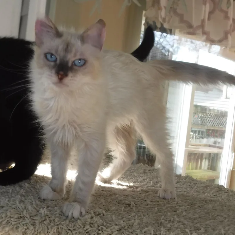 Reuben  Handsome Little thumbnail 3