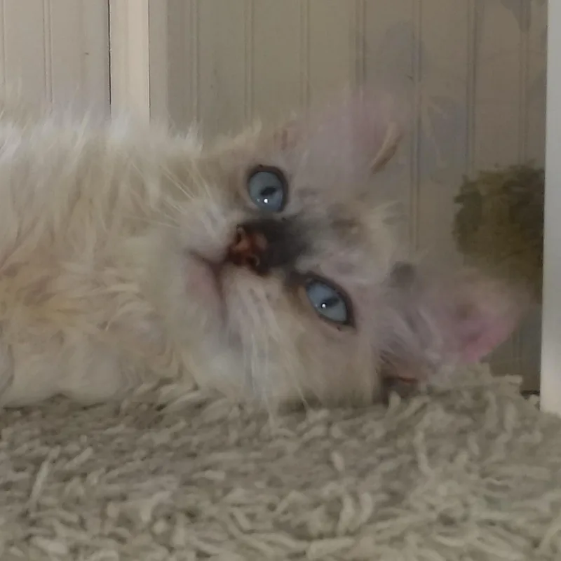 Reuben  Handsome Little thumbnail 4