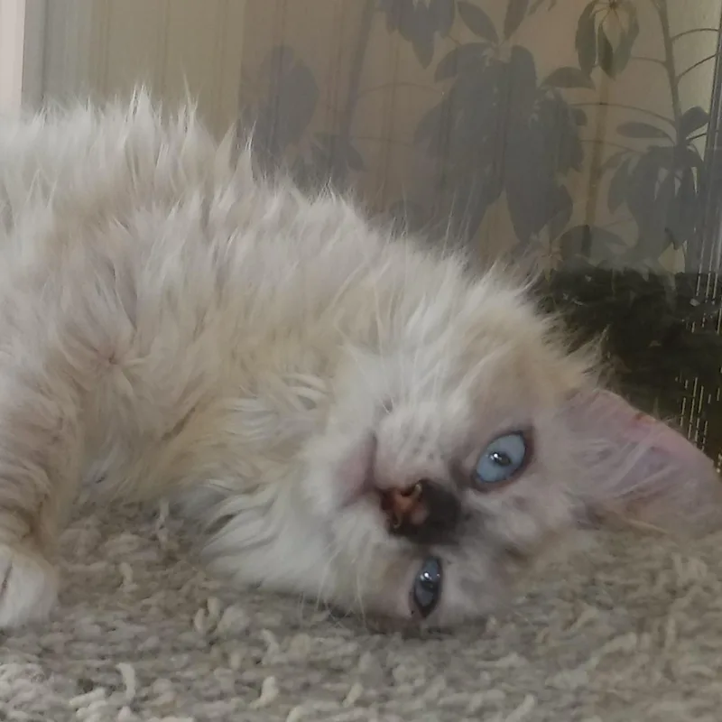 Reuben  Handsome Little thumbnail 5