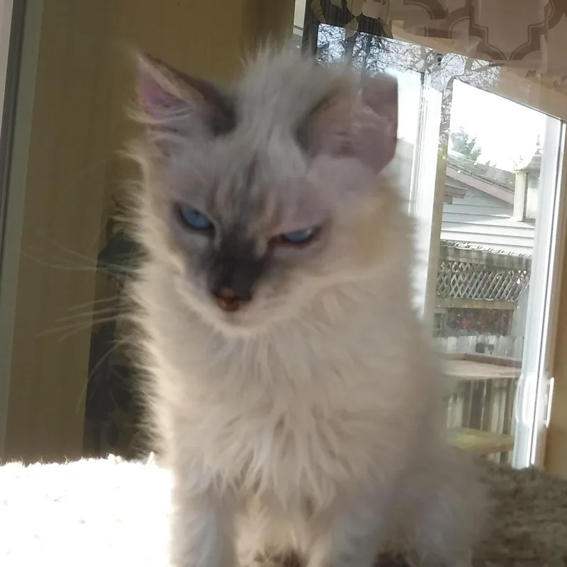 Reuben  Handsome Little thumbnail 6