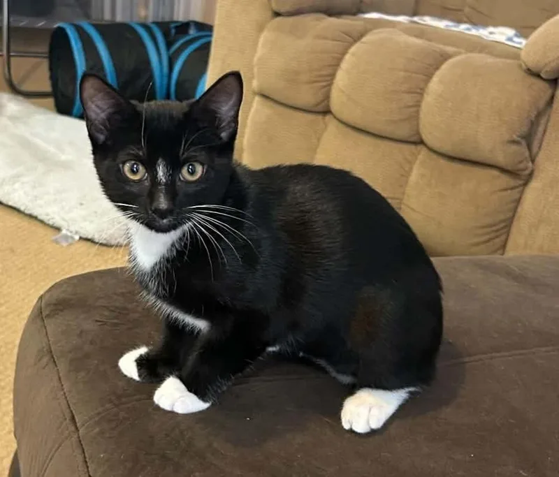 A baby medium-sized female Black & White / Tuxedo Domestic Short Hair cat named Bell Bell for adoption in Sedalia, CO