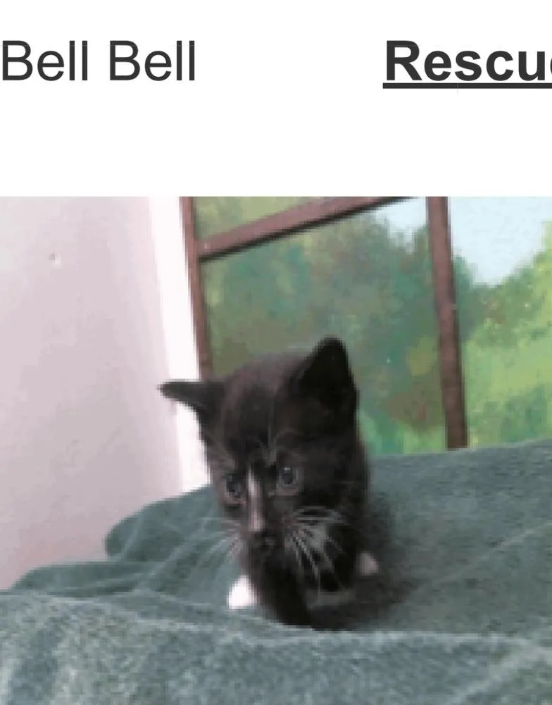 Bell Bell thumbnail 2