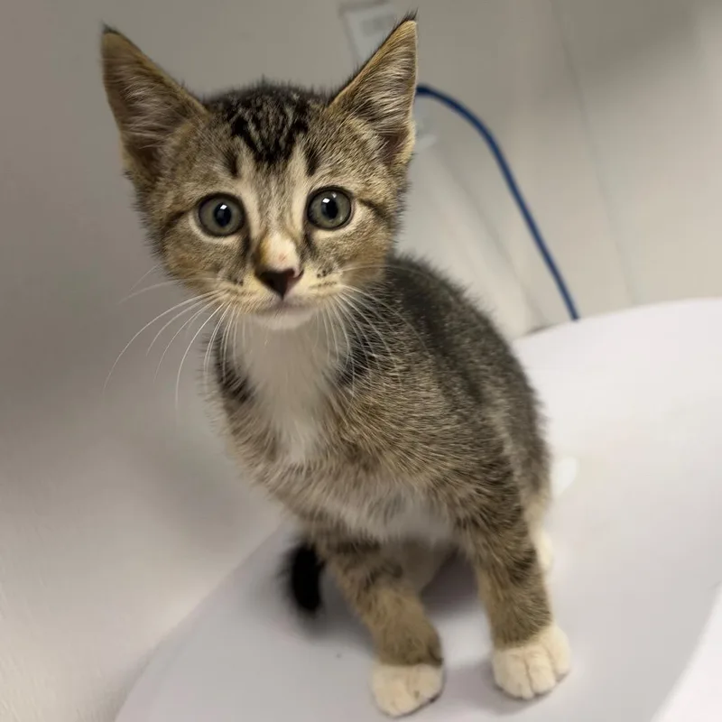 A baby small-sized male Brown / Chocolate Domestic Short Hair cat named Tom for adoption in Tampa, FL