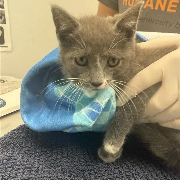 A baby small-sized female Gray / Blue / Silver Domestic Short Hair cat named Louisiana Spice for adoption in Jacksonville, FL