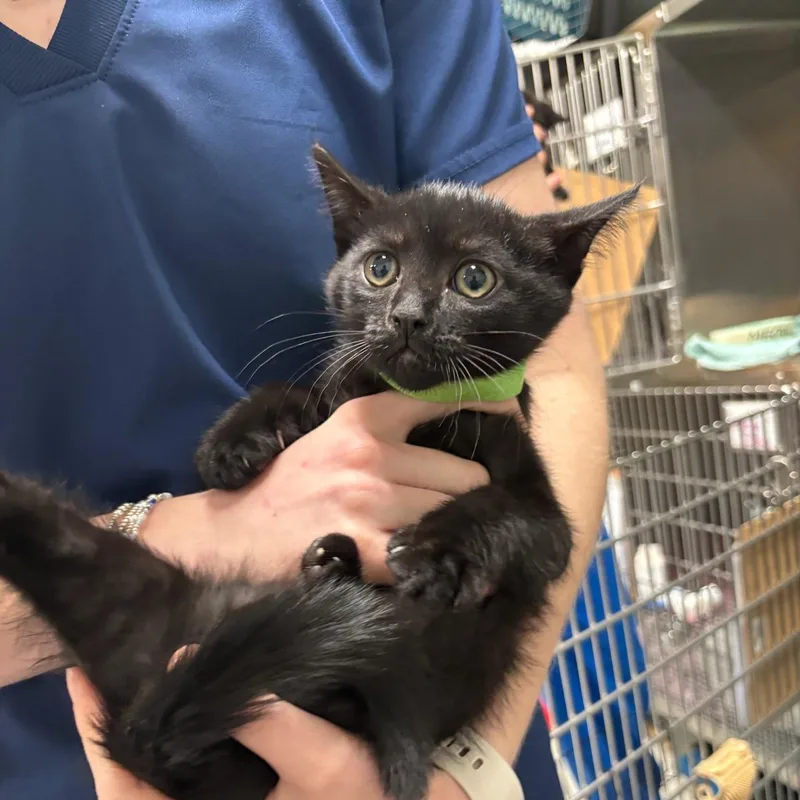 A baby medium-sized female Black Domestic Short Hair cat named Gala for adoption in Kent, WA